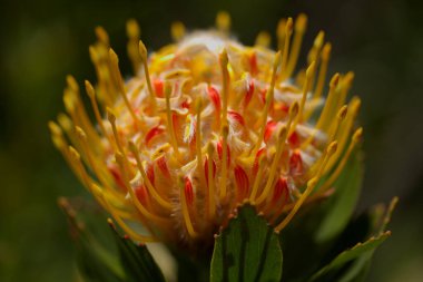 Sarı leucospermum katerinae, Catherine-wheel protea doğal makro çiçek arkaplanı