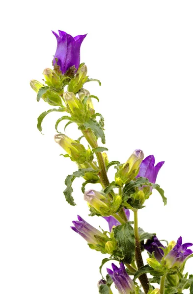 白い背景に孤立した多くの閉じた芽を持つ暗い紫色の鐘の花の枝 — ストック写真