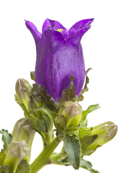 Donker Paarse Bellflower Tak Met Veel Gesloten Knoppen Geïsoleerd Witte — Stockfoto