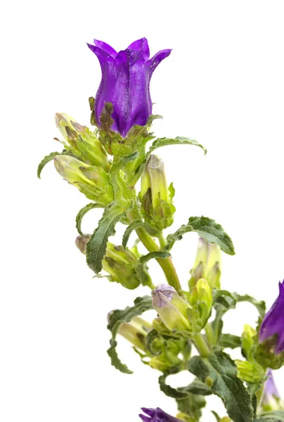 白い背景に孤立した多くの閉じた芽を持つ暗い紫色の鐘の花の枝 — ストック写真