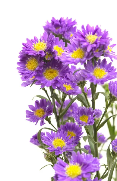 白い背景に孤立した小さな紫色の星の花序 — ストック写真