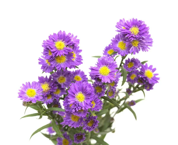 Pequena Flor Roxa Aster Inflorescência Isolada Fundo Branco — Fotografia de Stock