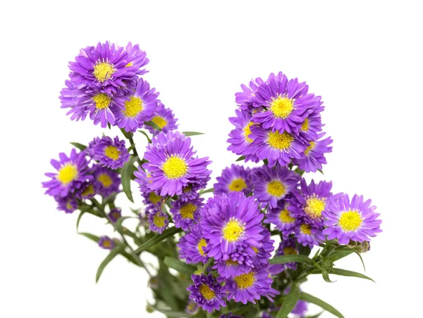 Pequeña Flor Astro Púrpura Inflorescencia Aislada Sobre Fondo Blanco — Foto de Stock