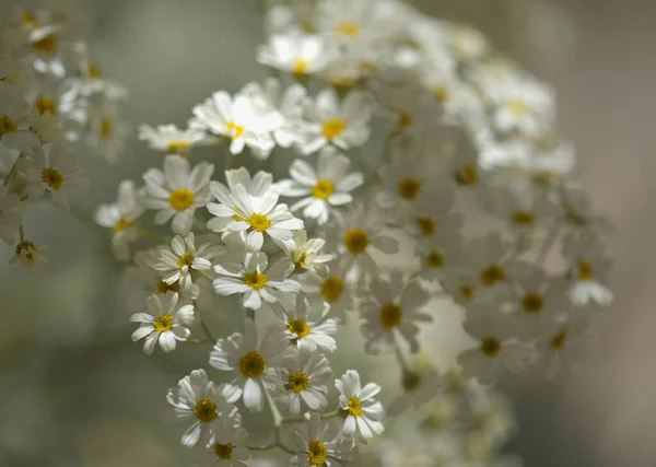 Flóra Gran Canaria Tanacetum Ptarmiciflorum Stříbrná Tansy Rostlina Endemické Ostrově — Stock fotografie