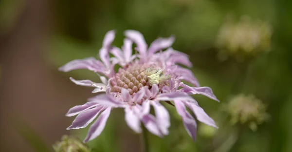 Flora Gran Canaria Pterocephalus Dumetorus Гірська Підступна Ендемік Центральних Канарських — стокове фото