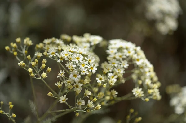 Flore Gran Canaria Tanacetum Ptarmiciflorum Tanaisie Argentée Plante Endémique Île — Photo