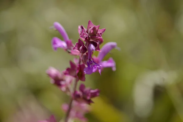 Flore Gran Canaria Salvia Canariensis Fleurs Arrière Plan Macro Floral — Photo