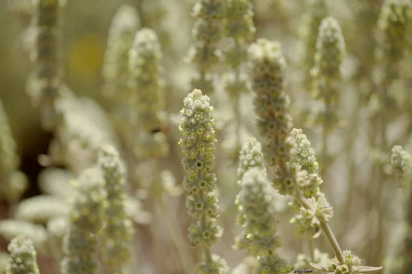 Flore Gran Canaria Sideritis Dasygnaphala Thé Blanc Montagne Gran Canaria — Photo