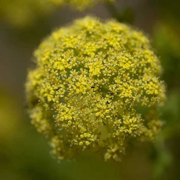 Flora Van Gran Canaria Todaroa Montana Plant Endemisch Canarische Eilanden — Stockfoto