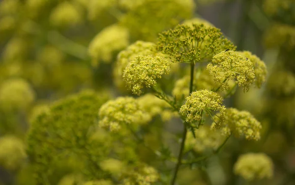 Flora Gran Canaria Todaroa Montana Planta Endémica Das Ilhas Canárias — Fotografia de Stock