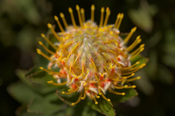 Yellow Leucospermum Catherinae Catherine Wheel Protea Natural Macro Floral Background — Stock Photo, Image