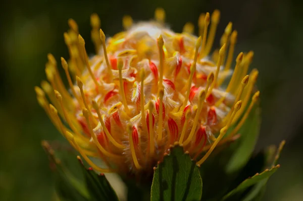 Žluté Leucospermum Catherinae Catherine Kolo Protea Přírodní Makrokvětinové Pozadí — Stock fotografie