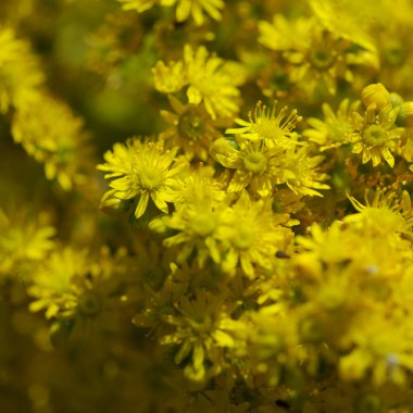 Gran Canaria 'dan Flora - Aeonium undulatum' un büyük bir infloresanı, adaya özgü sulu bir endemik doğal makro çiçek arkaplanı.