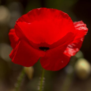 Gran Canaria 'dan Flora - Papaver rhoeas, yaygın haşhaş arkaplanı