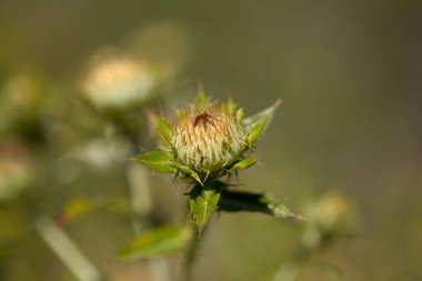 Gran Canaria 'dan Flora - Carlina salicifolia, Macaronezya' da bulunan devedikeni türü, doğal makro çiçekli arka plan