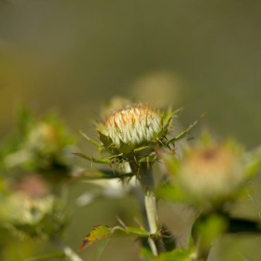 Gran Canaria 'dan Flora - Carlina salicifolia, Macaronezya' da bulunan devedikeni türü, doğal makro çiçekli arka plan