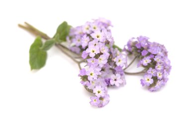 Beyaz arka planda izole bir çiçek demeti ile hafif leylak helezon dalı