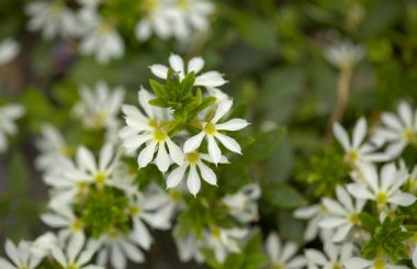 Çiçekli Scaevola, namı diğer yarı çiçek doğal makro çiçek arkaplanı.