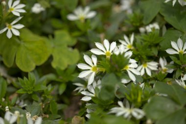 Çiçekli Scaevola, namı diğer yarı çiçek doğal makro çiçek arkaplanı.