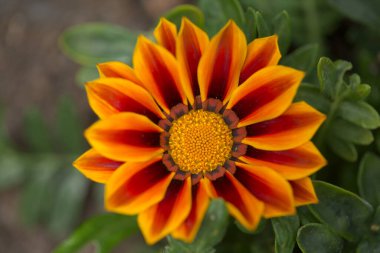 Çiçek açan Gazania rijenleri, hazine çiçekleri, doğal makro çiçekli arka plan
