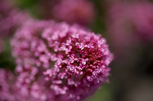 Flora Gran Canaria Centranthus Ruber Valerian Invasiv Kanarieöarna Naturliga Makro — Stockfoto