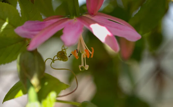 パッサ植物のピンク色の花タルミニアナ バナナのパッションフルーツ自然マクロ花の背景 — ストック写真