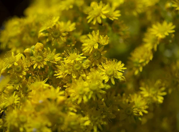 Gran Canaria Virágai Aeonium Undulatum Nagy Virágzása Zamatos Endémia Szigeten — Stock Fotó