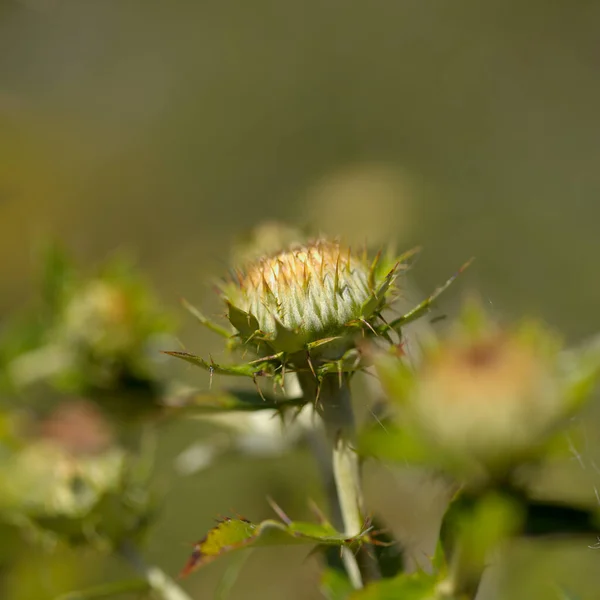 Flora Gran Canaria Carlina Salicifolia Arter Tistel Finns Makaronesien Naturlig — Stockfoto