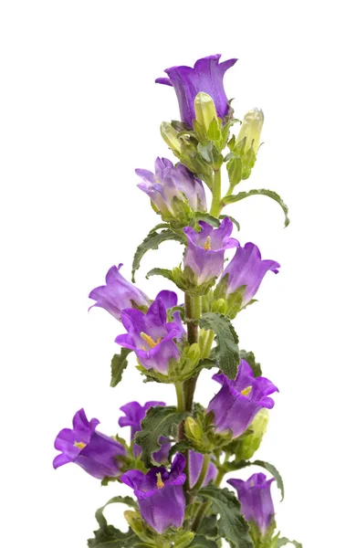 Ramo Campanula Viola Scuro Con Molte Gemme Chiuse Isolate Sfondo — Foto Stock