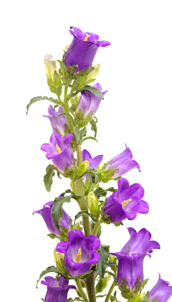 Mörk Lila Klockblomma Gren Med Många Stängda Knoppar Isolerade Vit — Stockfoto