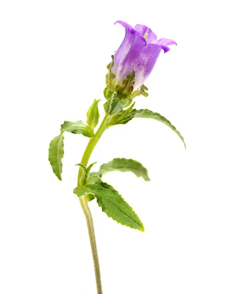 Rama Bellflower Púrpura Oscuro Con Muchos Brotes Cerrados Aislados Sobre —  Fotos de Stock