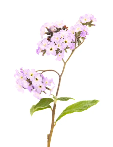 白い背景に孤立した花のクラスターを持つ光ライラックヘリオトロープの小枝 — ストック写真