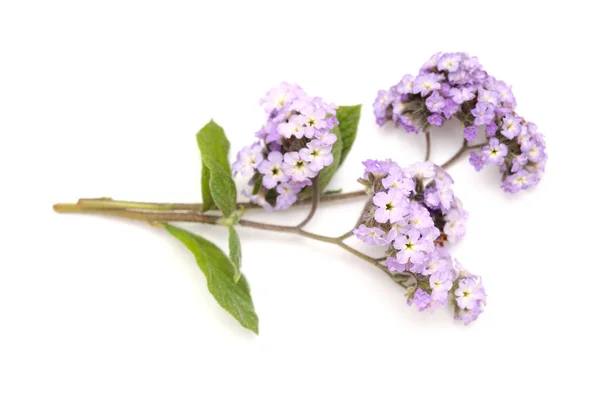 Lätt Lila Heliotrop Kvist Med Ett Kluster Blommor Isolerad Vit — Stockfoto