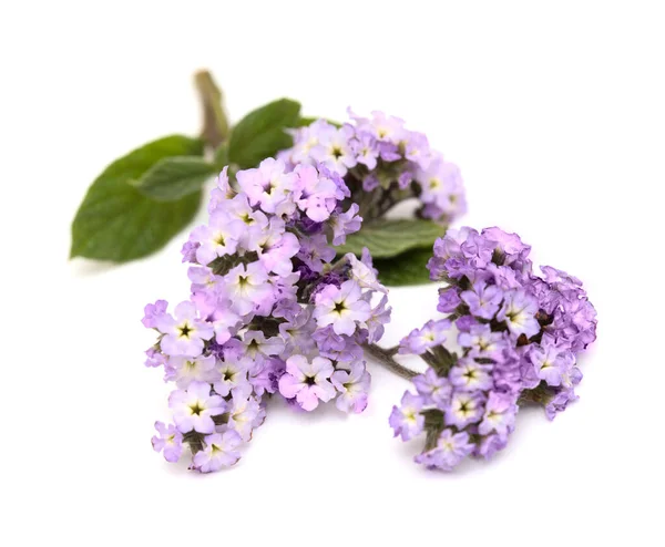 Light Lilac Heliotrope Twig Cluster Flowers Isolated White Background — Stock Photo, Image