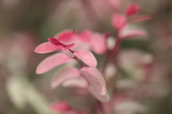 Breynia Disticha Ornamental Arbusto Rosa Folhagem Variegada Natural Floral Macro — Fotografia de Stock