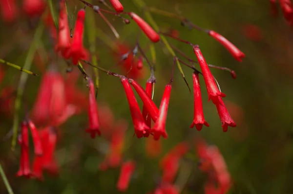 ロシアの花序 根生葉の自然マクロ花の背景 — ストック写真