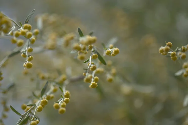 グラン カナリアの花 アルテミシア トゥスクア 地元では香と呼ばれるその非常に芳香族特性のために 自然なマクロの花の背景 — ストック写真