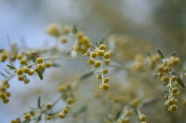 Flora Gran Canarii Artemisia Thuscula Lokalnie Nazywana Incense Względu Jej — Zdjęcie stockowe