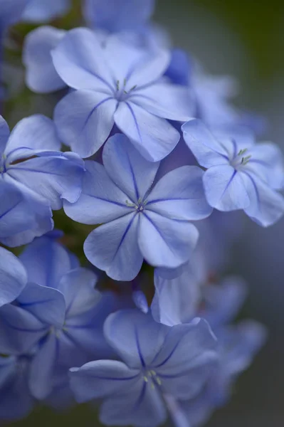 Flowering Blue Plumbago Auriculata Cape Leadwort Natural Macro Floral Background — Stock Photo, Image
