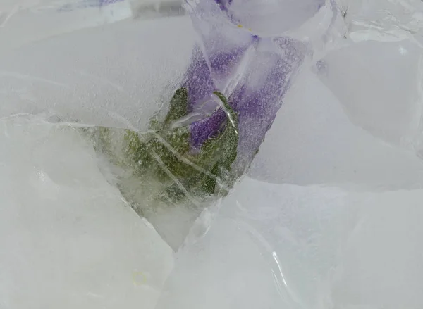 Dark Purple Bellflower Flower Frozen Block Ice Air Bubble Texture — Stock Photo, Image