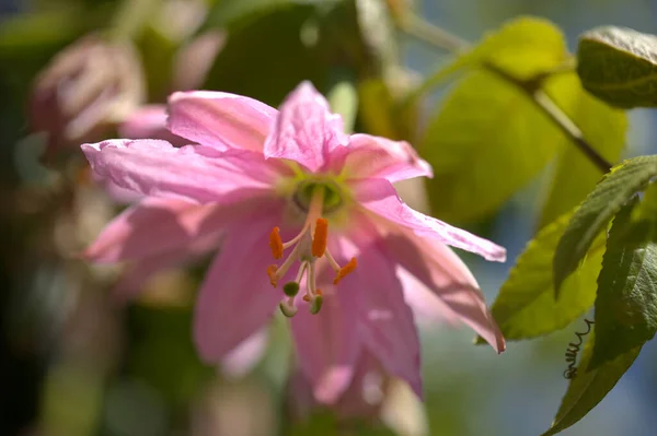Roze Bloemen Van Passiflora Tarminiana Banaan Passievrucht Natuurlijke Macro Bloemen Rechtenvrije Stockfoto's