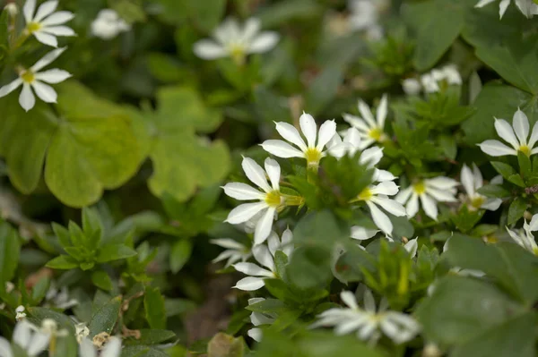 Bloeiende Scaevola Aka Halfbloem Natuurlijke Macro Bloemen Achtergrond Rechtenvrije Stockafbeeldingen