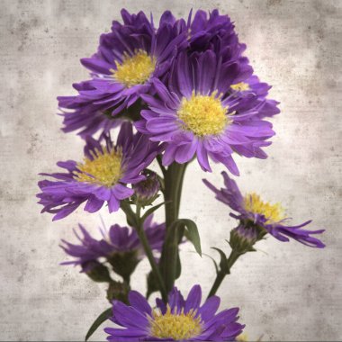 kare biçiminde eski desenli kağıt arka planda küçük mor paskalya çiçekleri