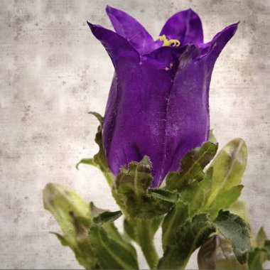 Kare biçiminde eski desenli kağıt zemin koyu mavi çan çiçeğiyle