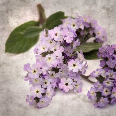 Kare biçiminde eski dokuma kağıt arka planda hafif leylak bahçesinden küçük bir dal Helotrope