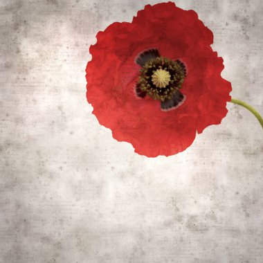 Kırmızı gelincik papaver rhoeas ile biçimlendirilmiş eski kağıt kare arka plan