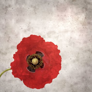 Kırmızı gelincik papaver rhoeas ile biçimlendirilmiş eski kağıt kare arka plan