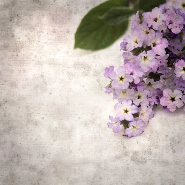 方形的老式纹理纸背景 小枝条轻盈的紫丁香花园 — 图库照片