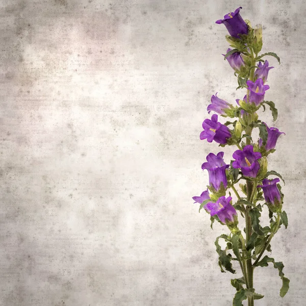 Vierkante Stijlvolle Oude Textuur Papier Achtergrond Met Donkerblauwe Bellflower — Stockfoto