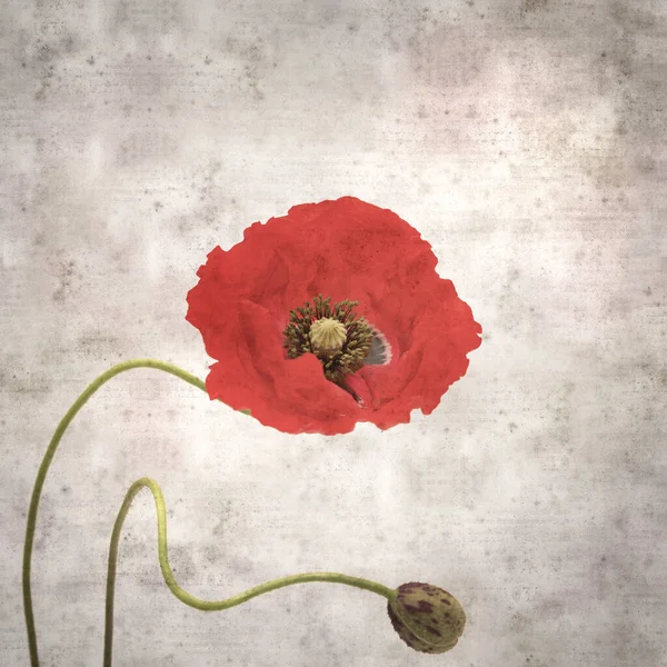 Stylish Textured Old Paper Square Background Red Poppy Papaver Rhoeas — Stock Photo, Image